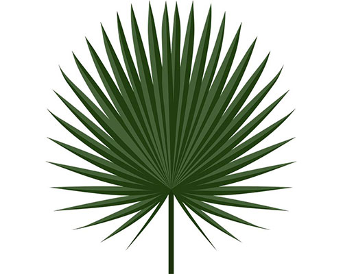 Palm-Leaf